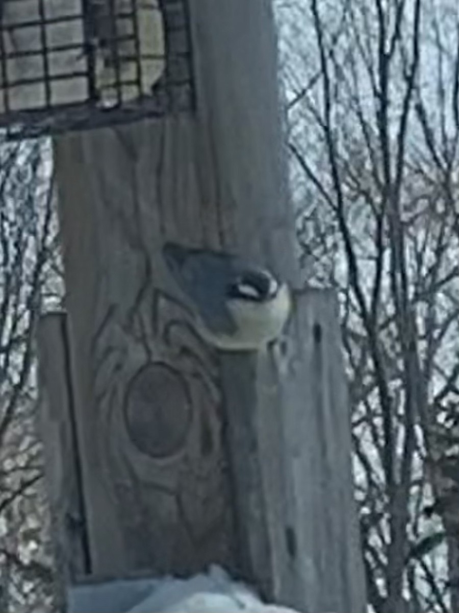 Red-breasted Nuthatch - ML546505041