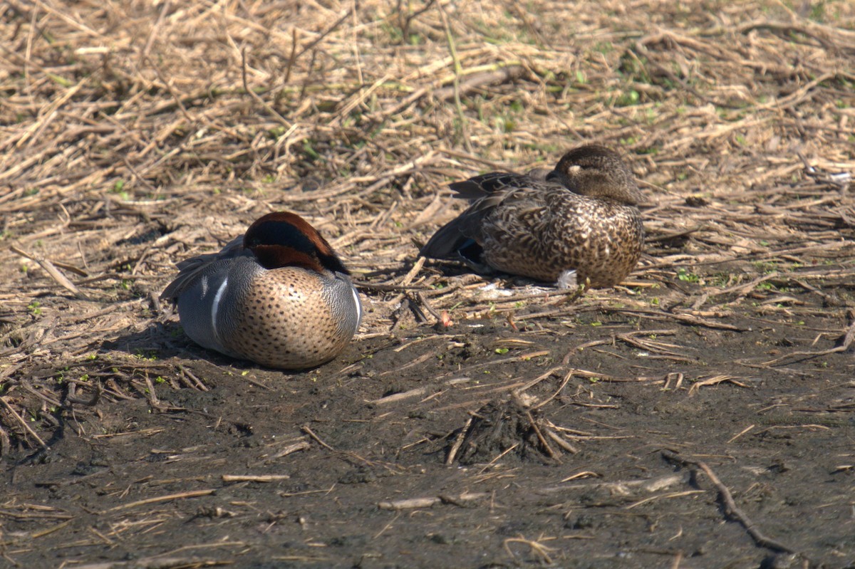 Green-winged Teal - ML546506171