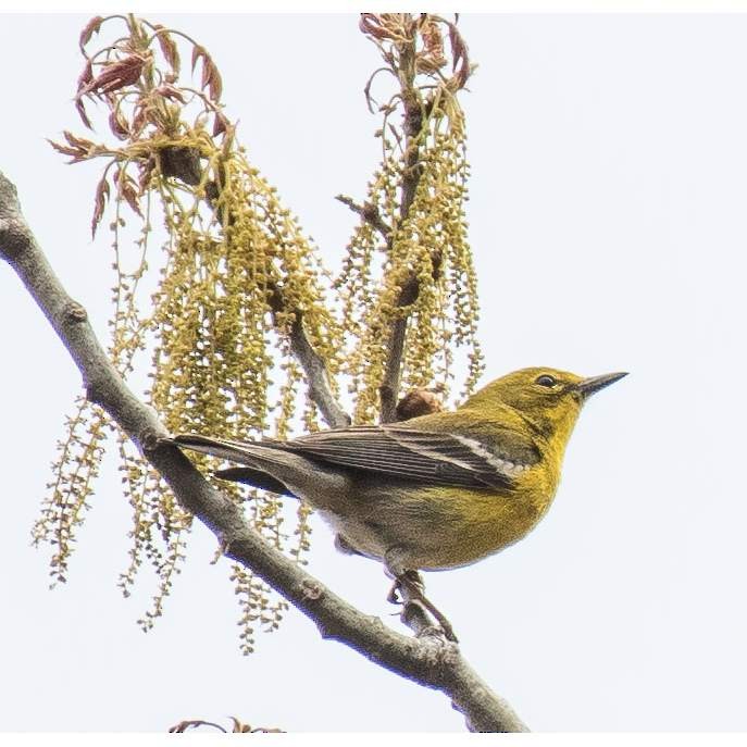 Pine Warbler - ML546507751