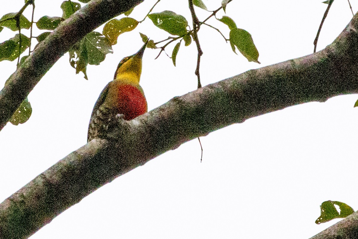 Yellow-fronted Woodpecker - ML546507781