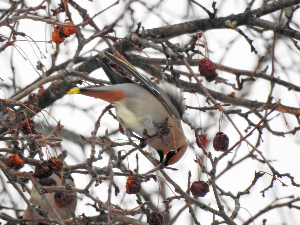 Bohemian Waxwing - ML546507881