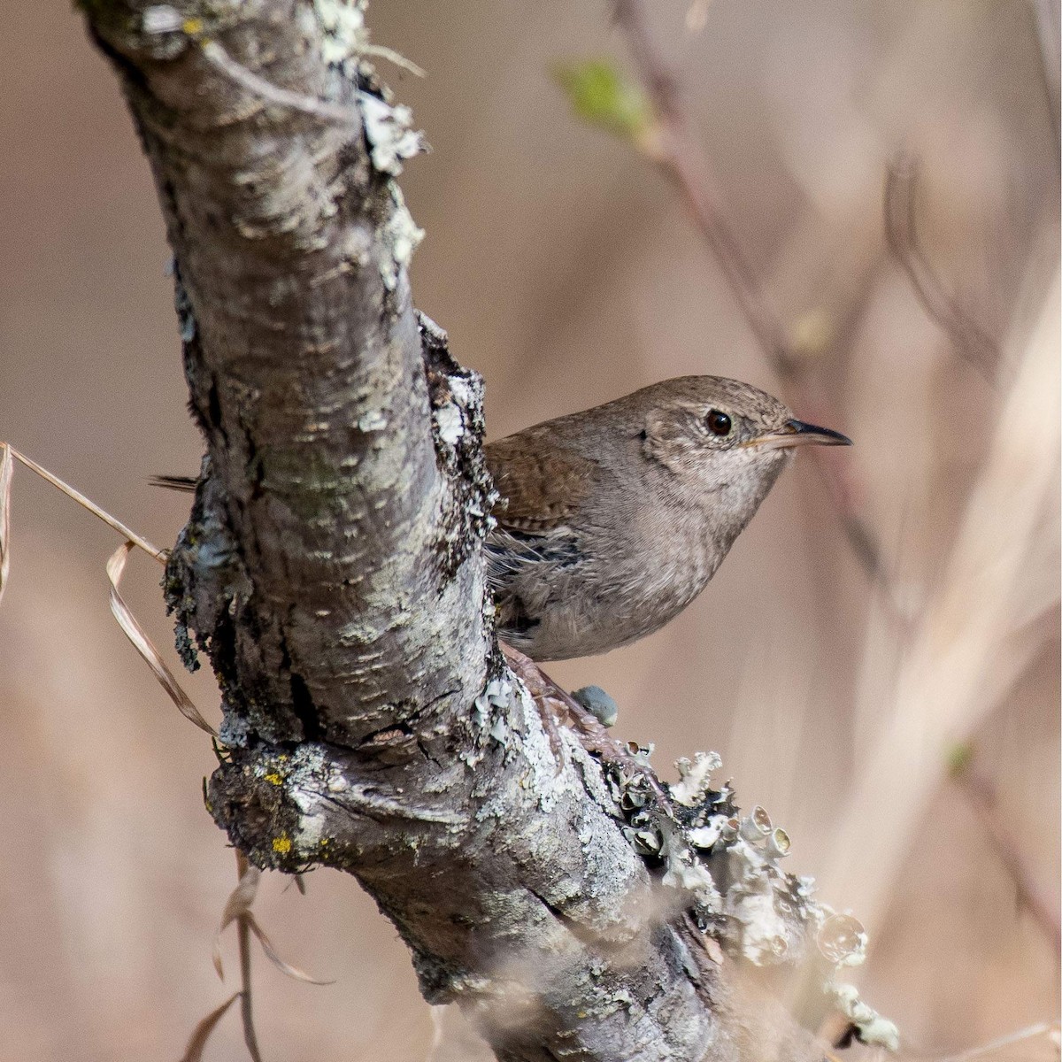 Northern House Wren - ML546507921