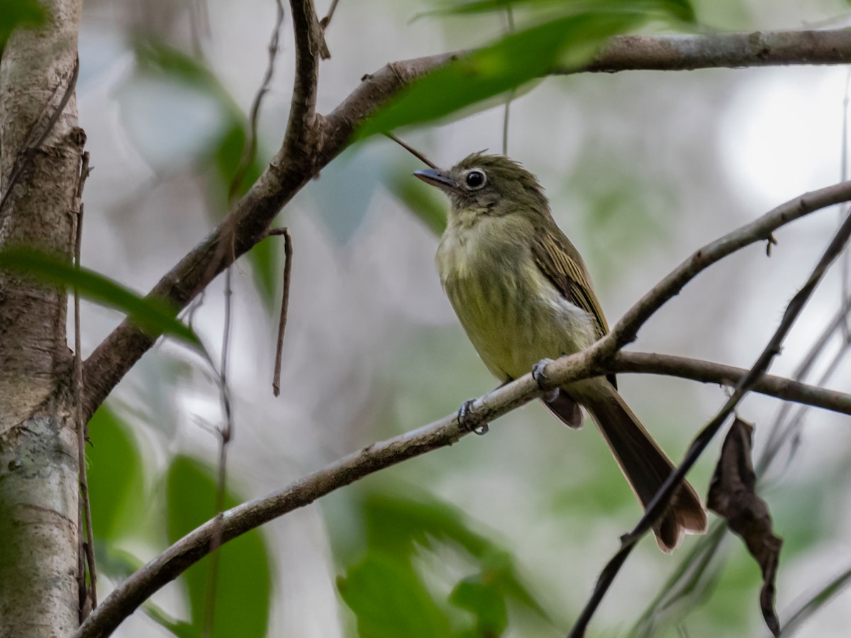 Western/Eastern Olivaceous Flatbill - ML546507961