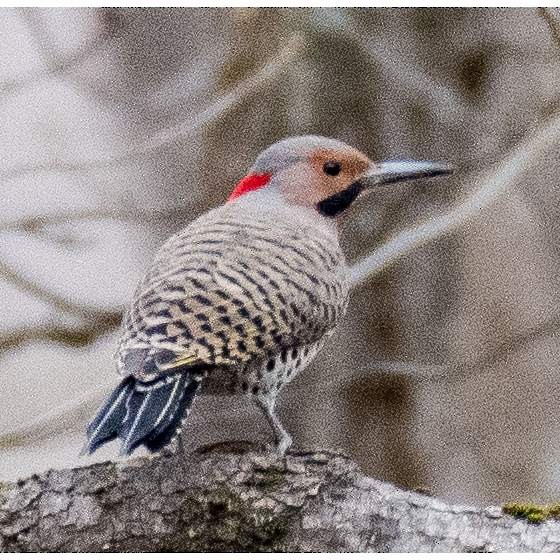 Northern Flicker - ML546508001