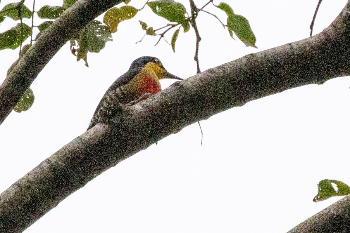 Yellow-fronted Woodpecker - ML546508861