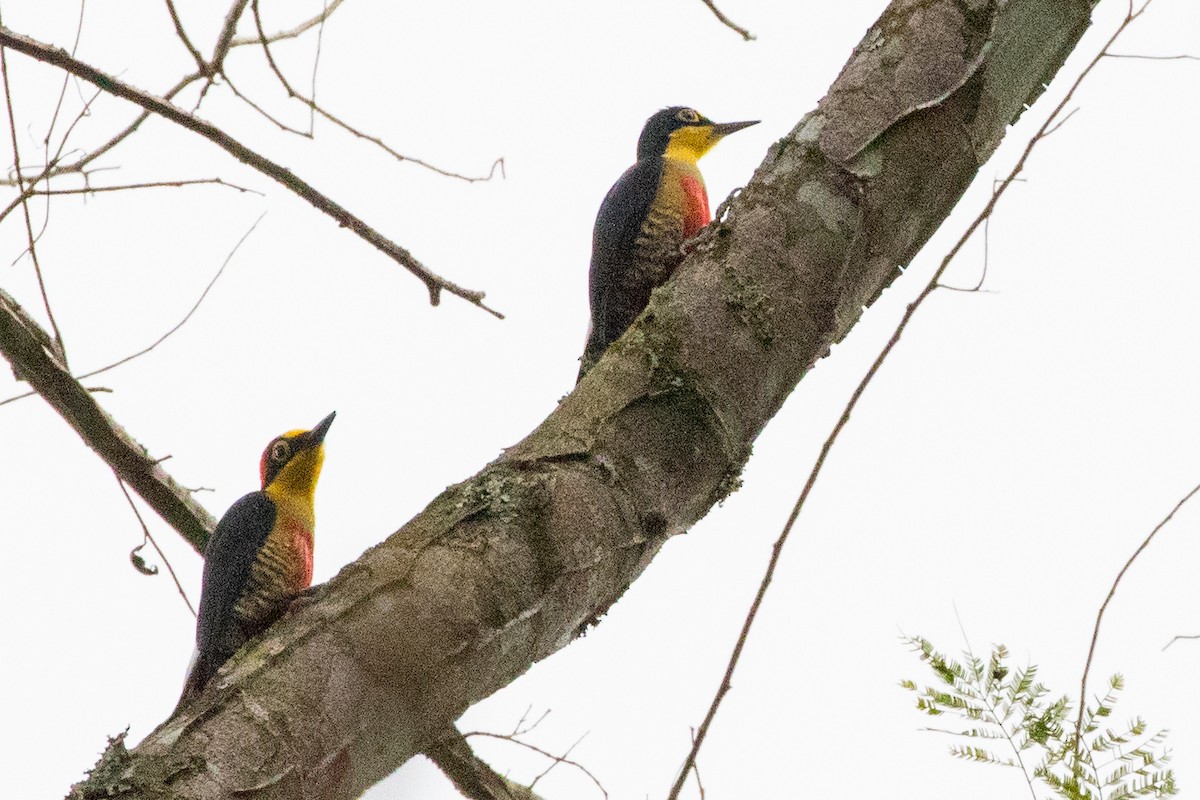 Yellow-fronted Woodpecker - ML546508911