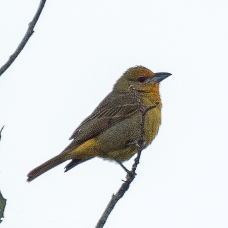 Hepatic Tanager - Steve McInnis