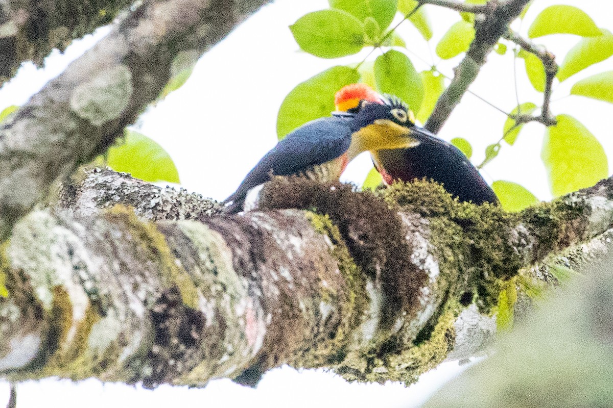 Yellow-fronted Woodpecker - ML546510151