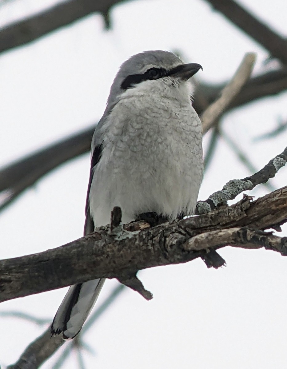 Northern Shrike - ML546510361