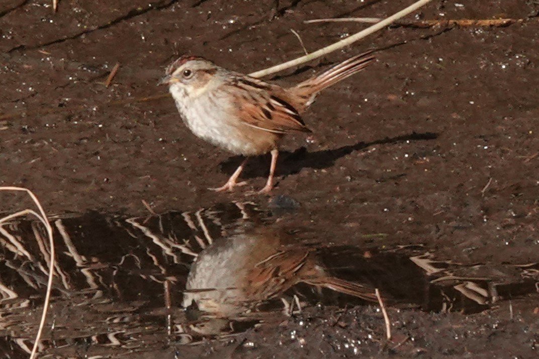 Swamp Sparrow - ML546512431