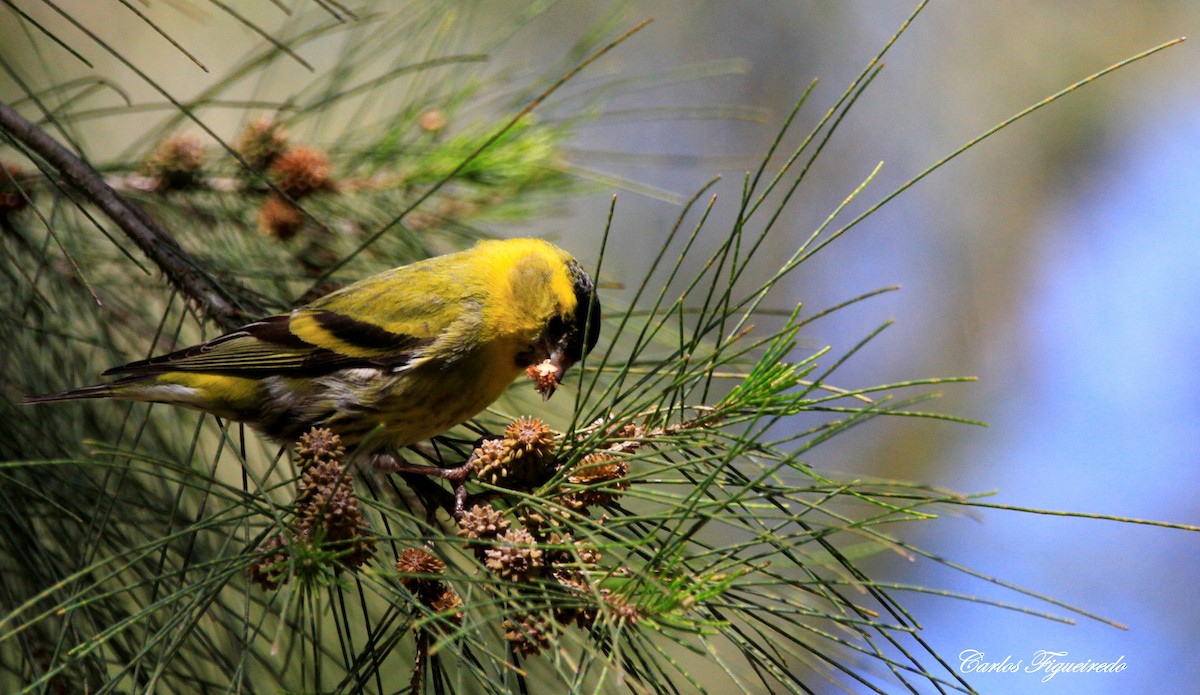 Eurasian Siskin - Carlos Figueiredo