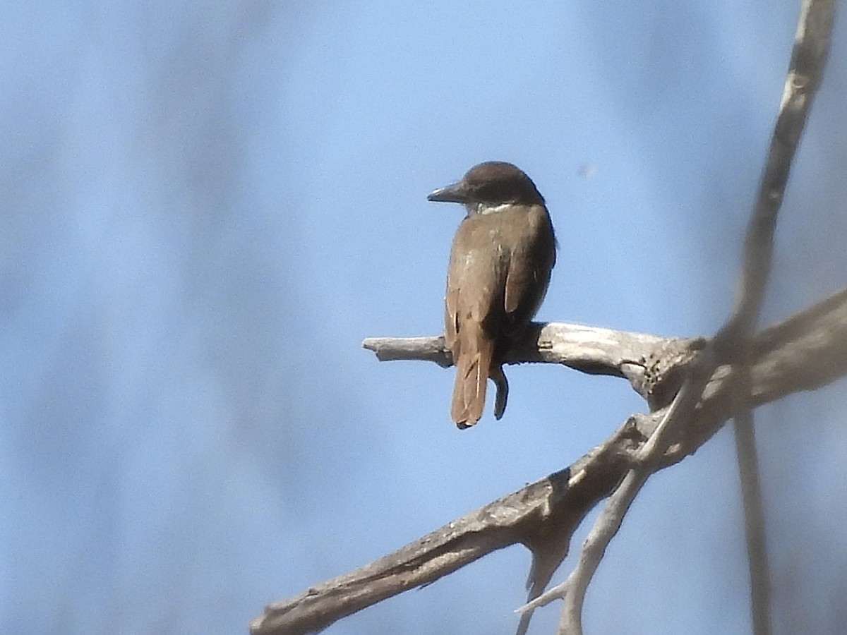 Thick-billed Kingbird - ML546514951