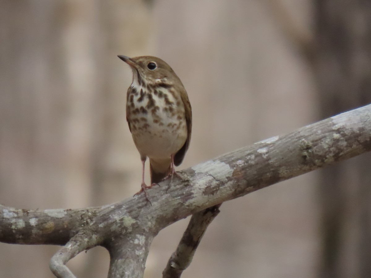 Hermit Thrush - ML546515411