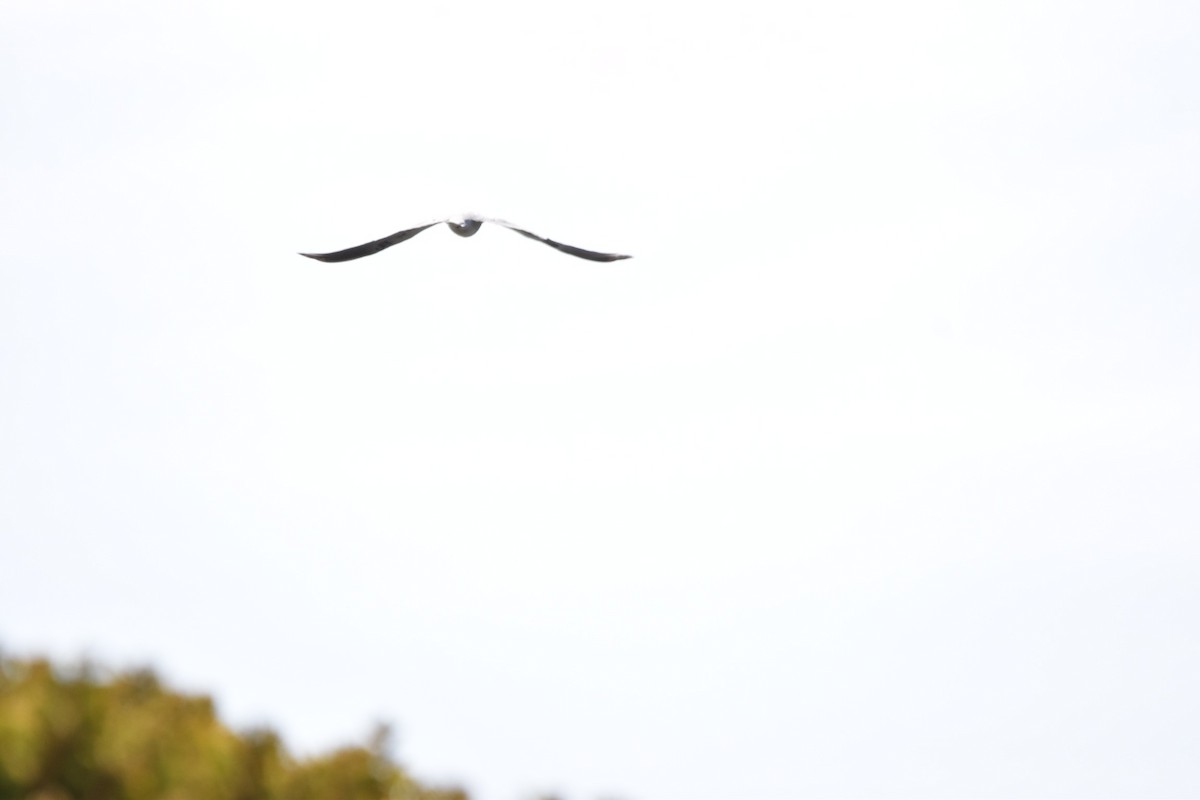 White-tailed Kite - ML546516151