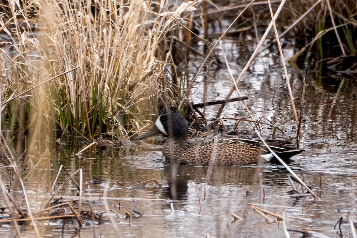 Blue-winged Teal - ML546516671