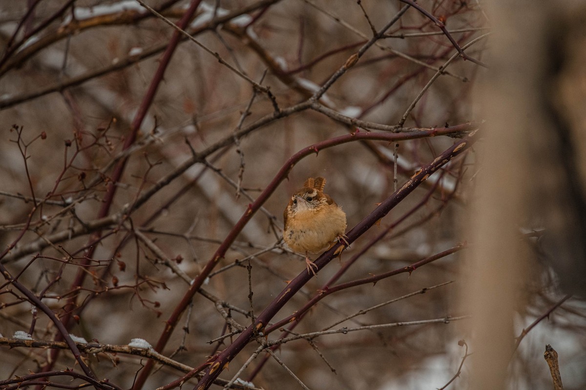 Carolina Wren - ML546517021