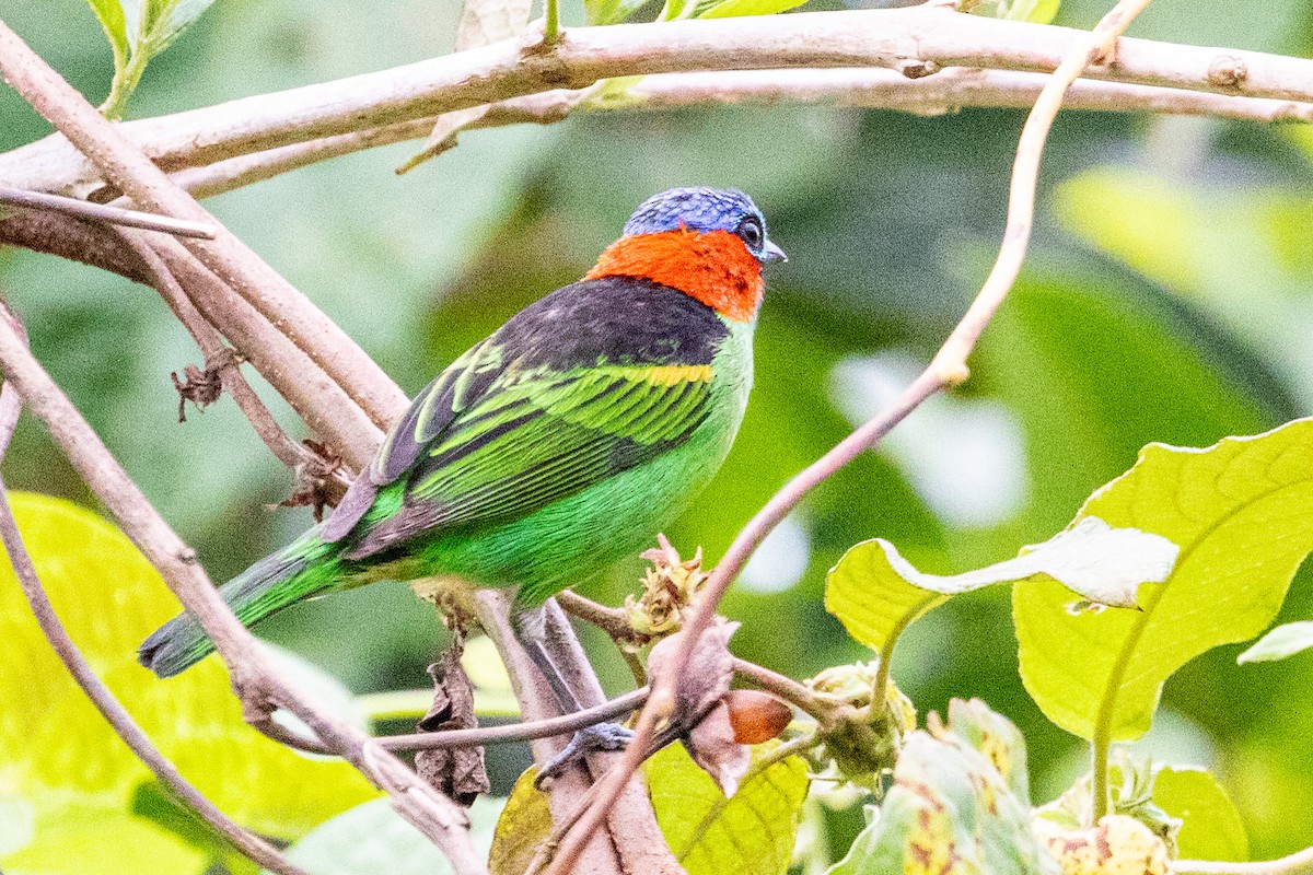 Red-necked Tanager - ML546517931