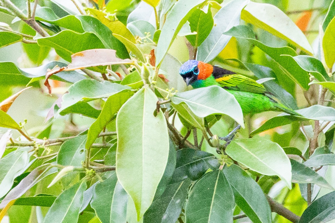 Red-necked Tanager - ML546517981