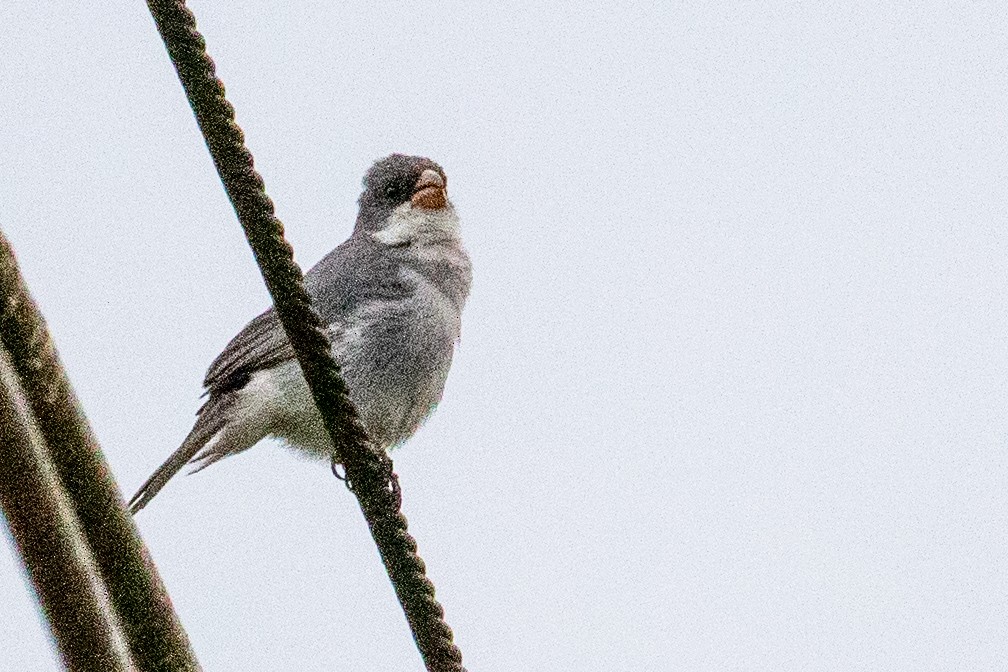 White-bellied Seedeater - ML546518711