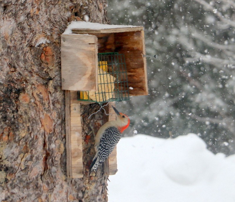 Red-bellied Woodpecker - thom skelding