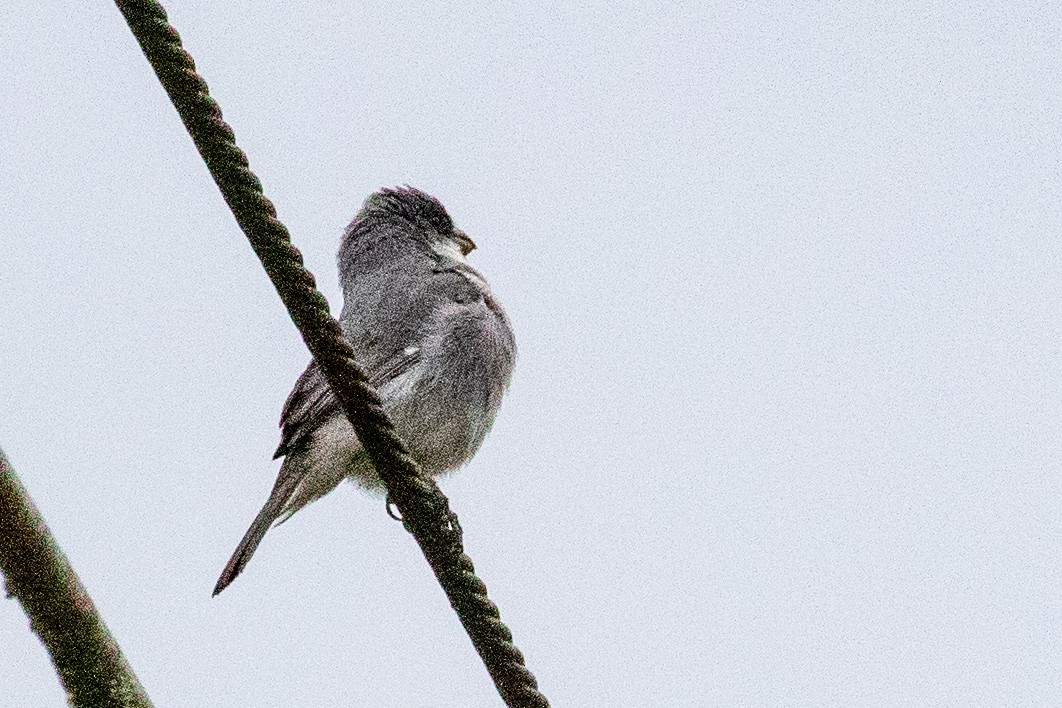 White-bellied Seedeater - ML546519041