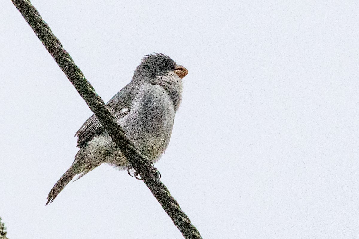 White-bellied Seedeater - ML546519071