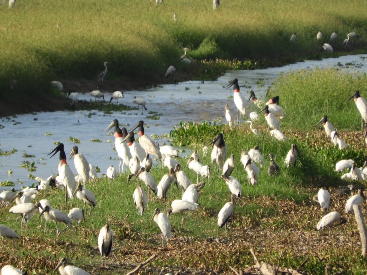 Jabiru d'Amérique - ML546519241