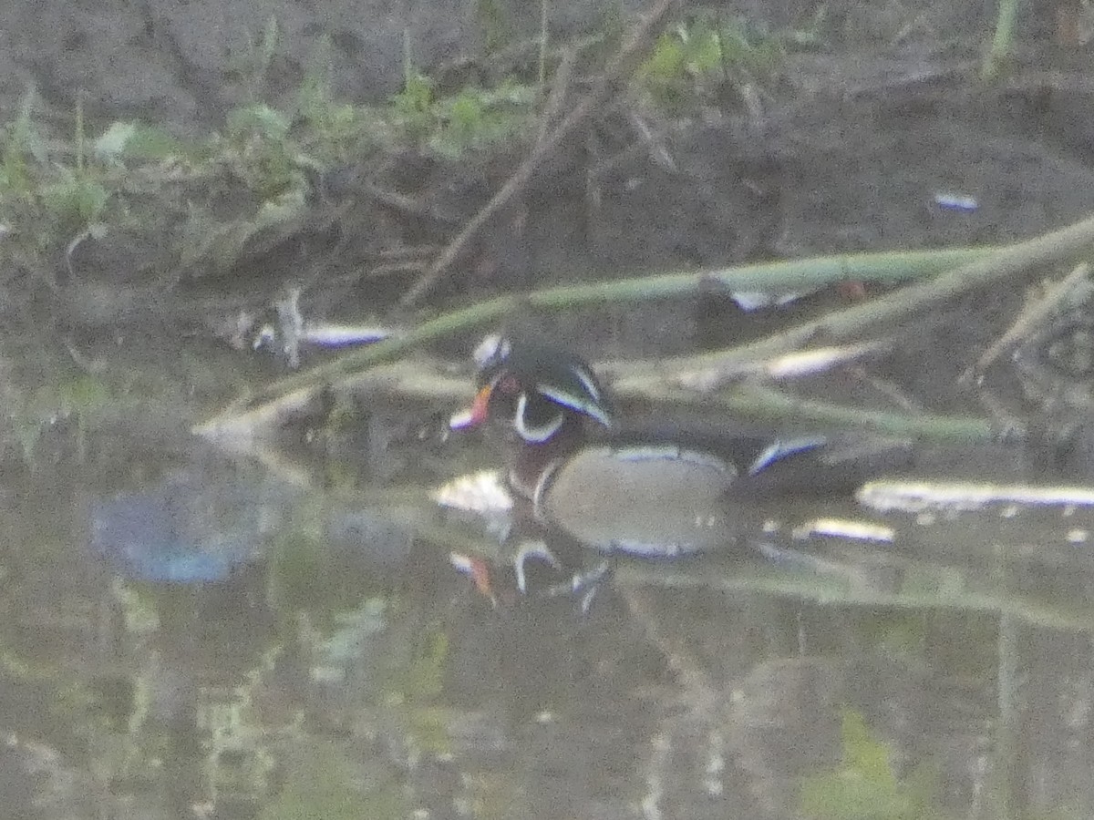 Wood Duck - ML546520061