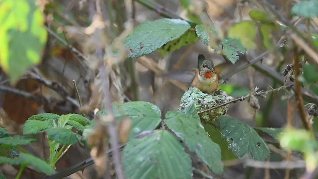 Allen's Hummingbird - ML546520741