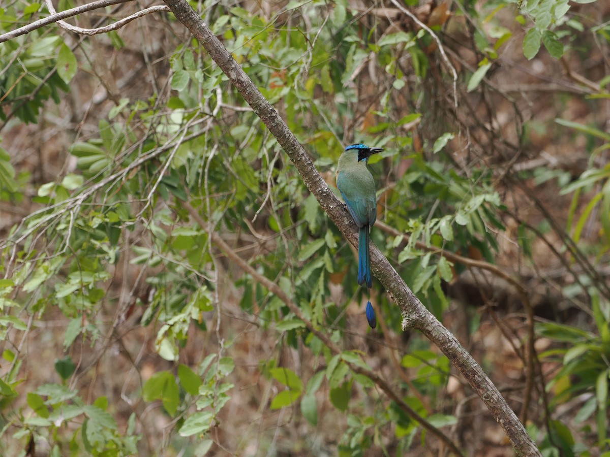 Whooping Motmot (argenticinctus) - Gabriel Willow