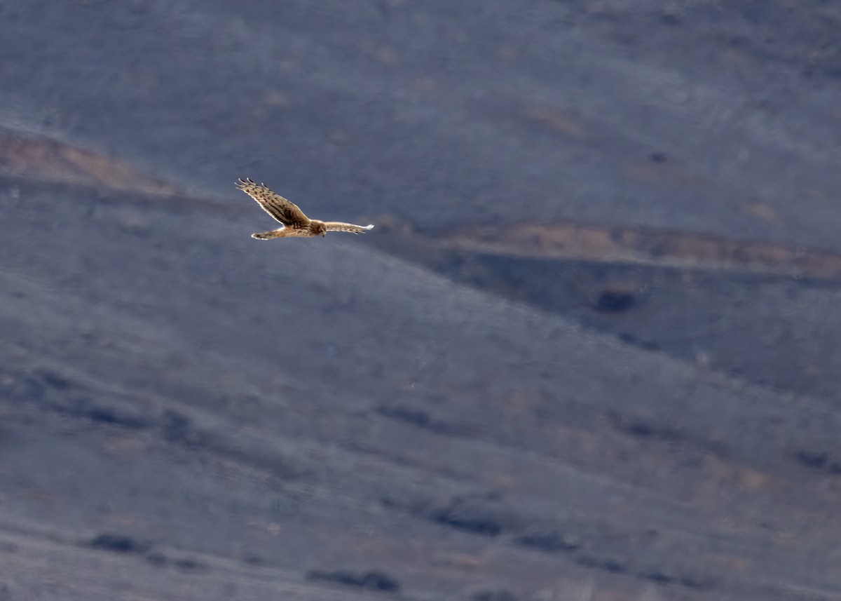 Busard des marais - ML546521311