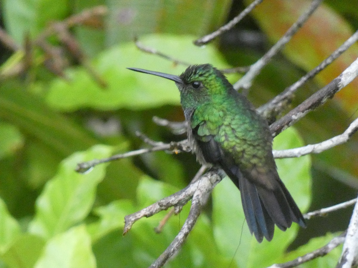 kolibřík modroprsý - ML546522171