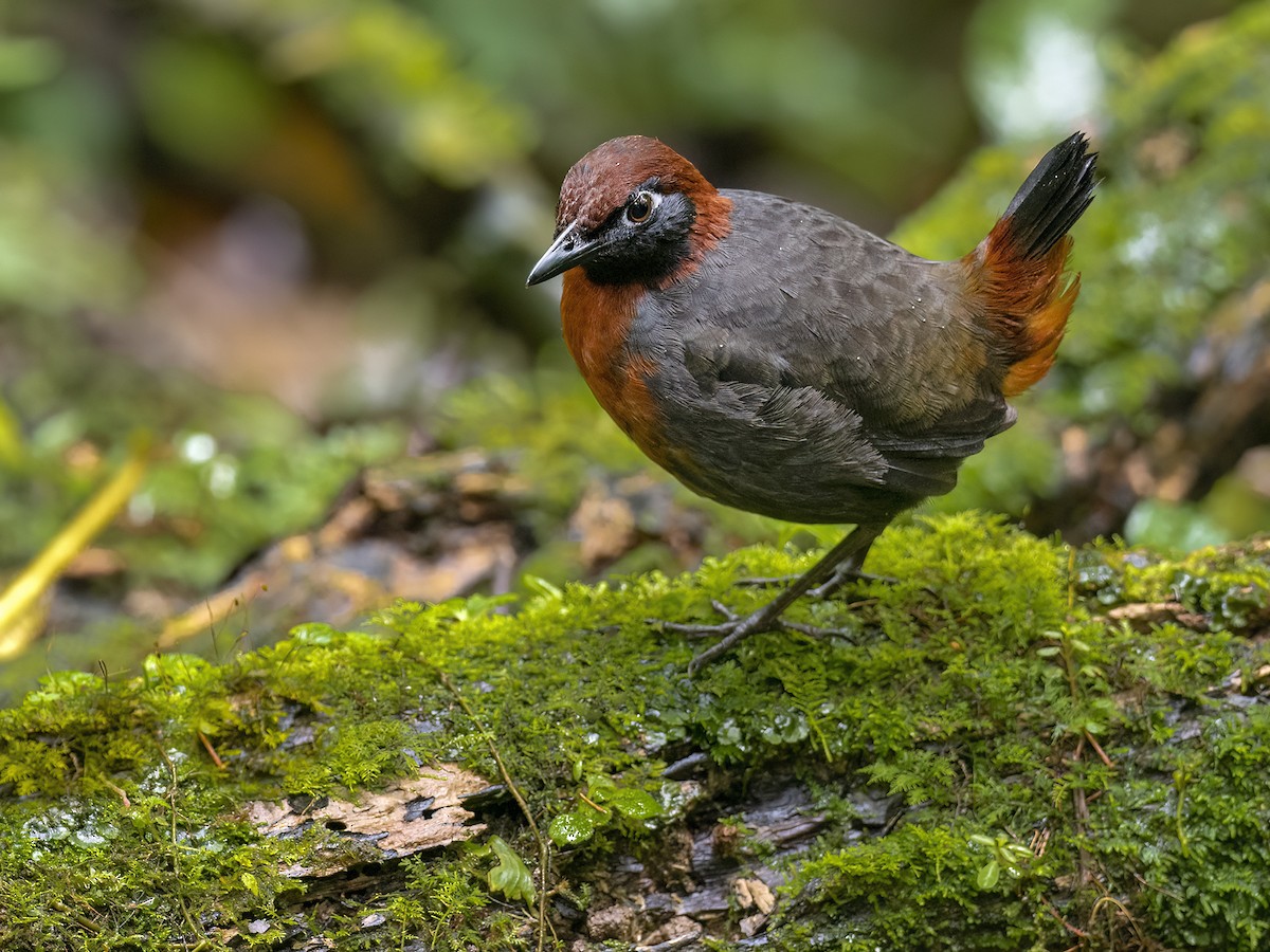 Rufous-breasted Antthrush - Andres Vasquez Noboa