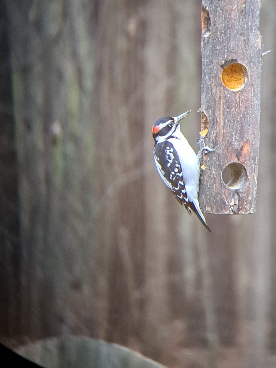 Hairy Woodpecker - ML546523271