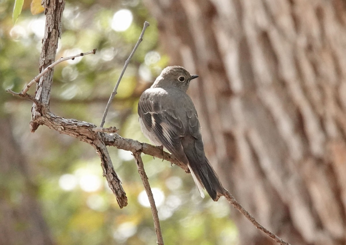 Townsend's Solitaire - ML546523511