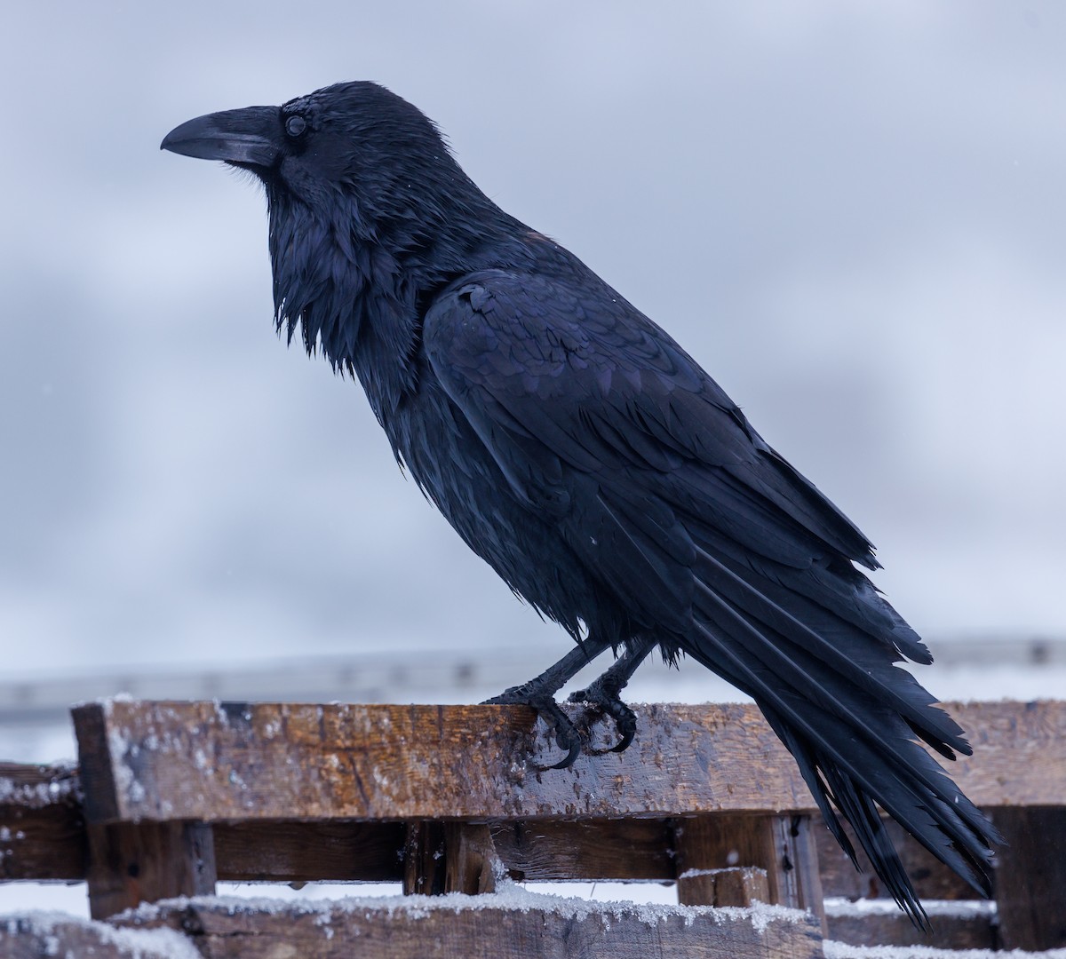 Common Raven - ML546523841