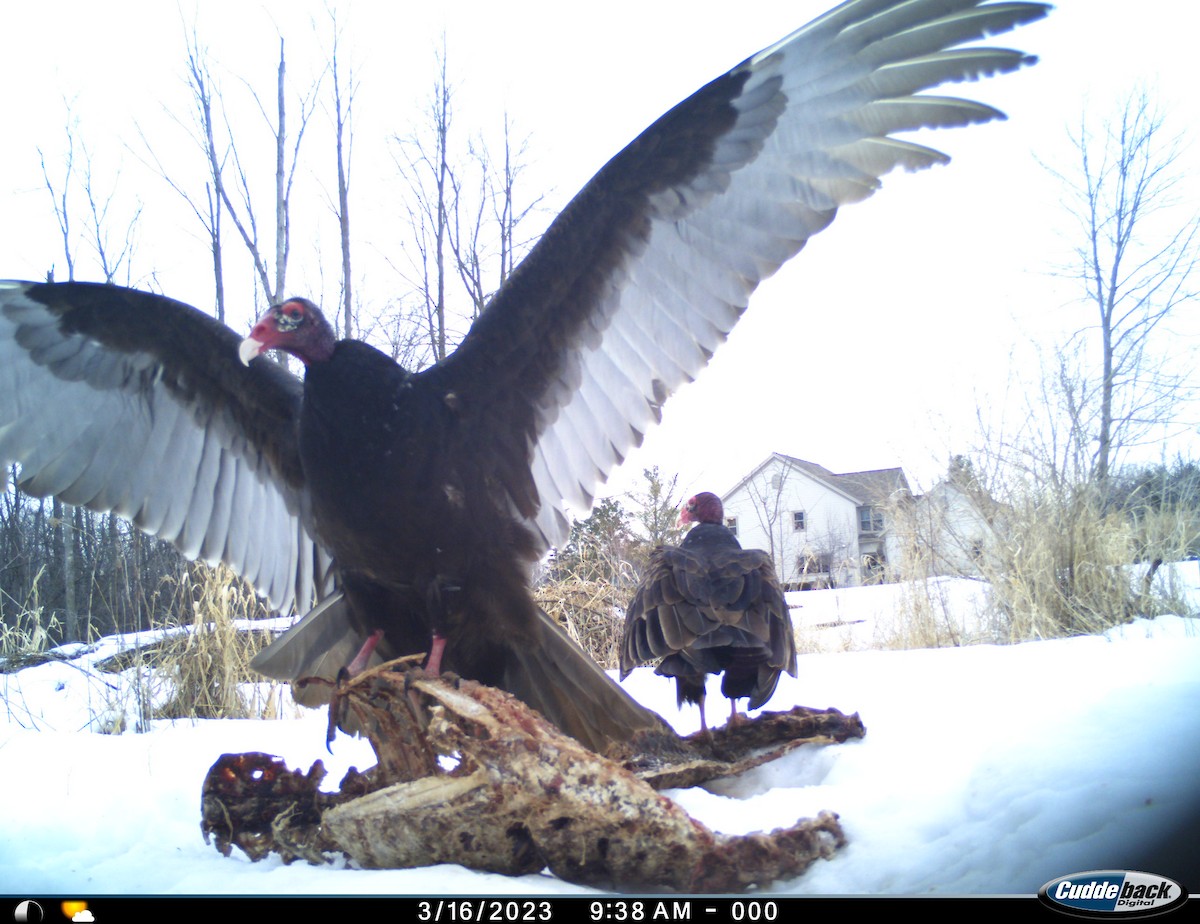 Turkey Vulture - ML546526051