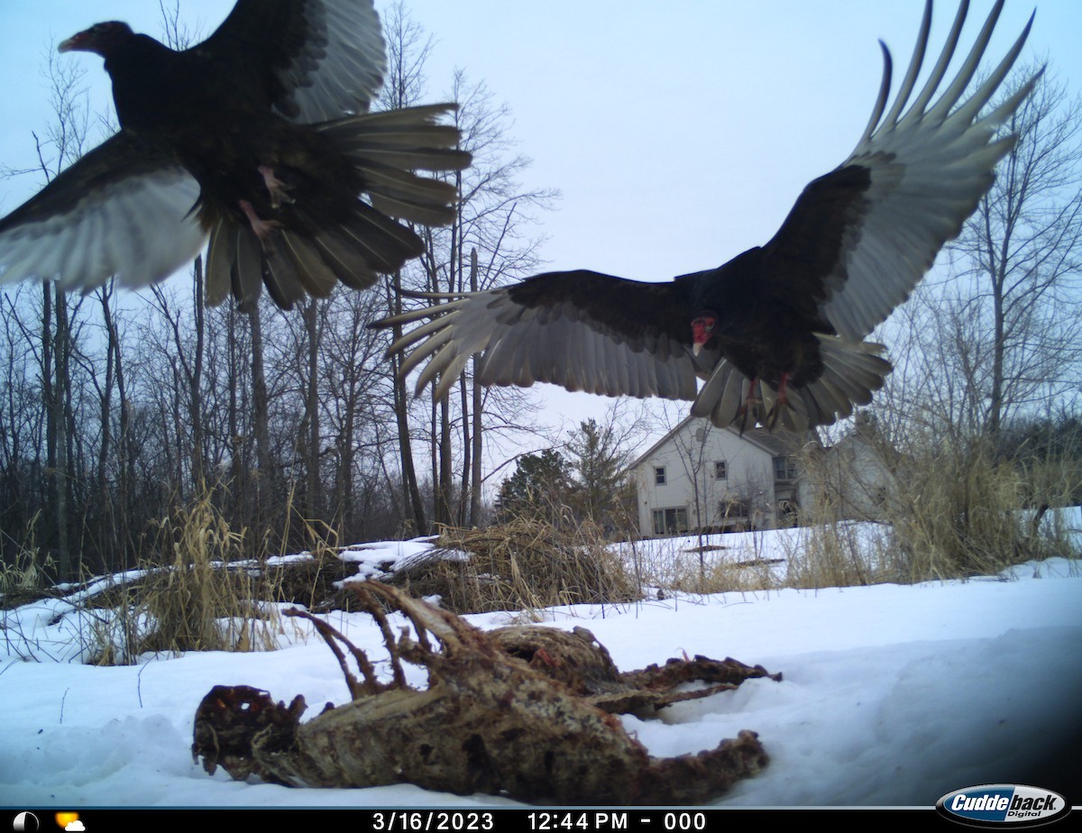 Turkey Vulture - ML546526081