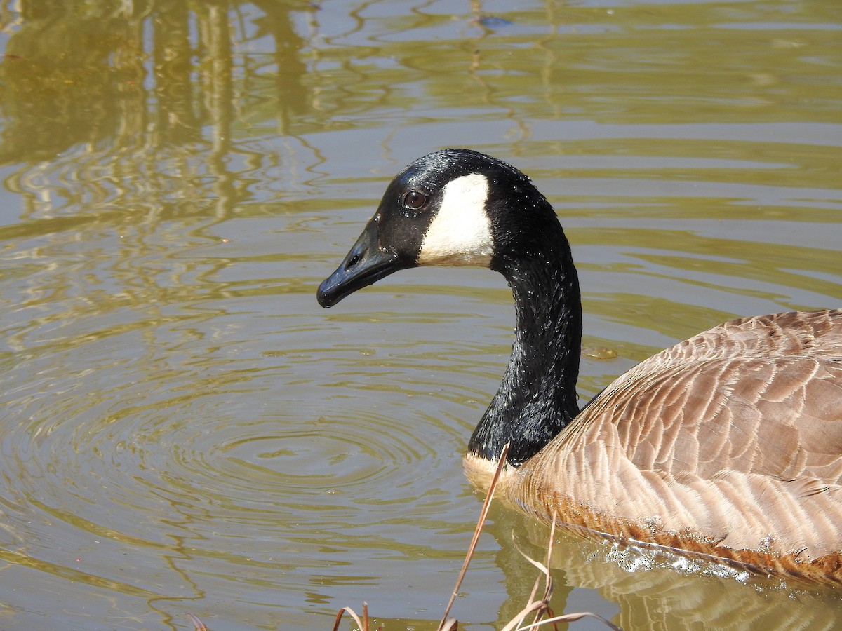 Canada Goose - ML546526481