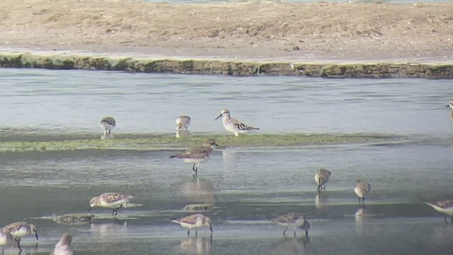 Spoon-billed Sandpiper - ML546527571