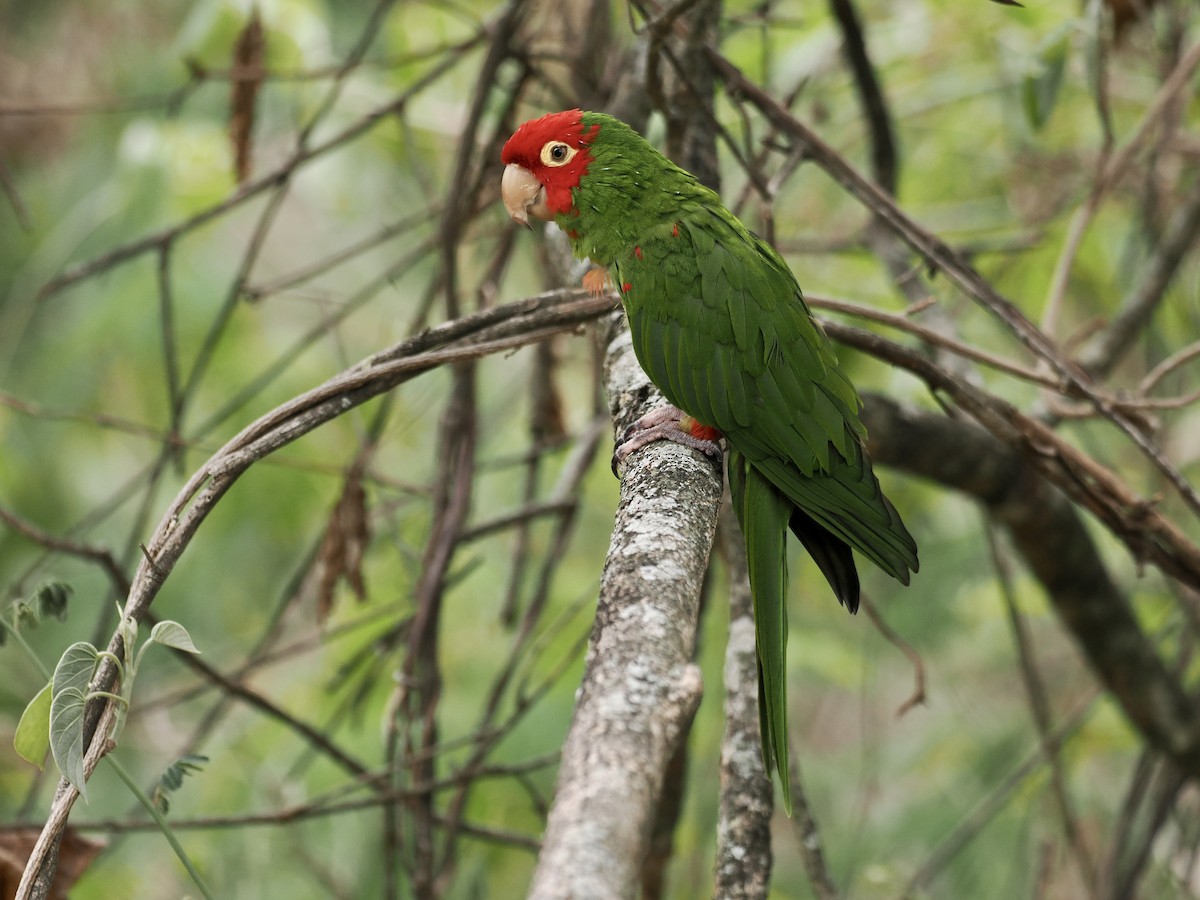 Red-masked Parakeet - ML546528331