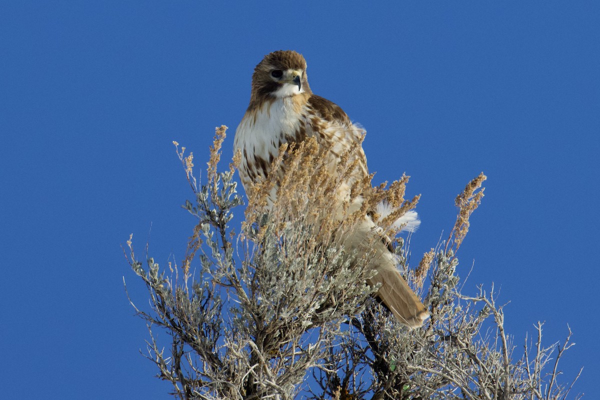 Red-tailed Hawk - ML546529091