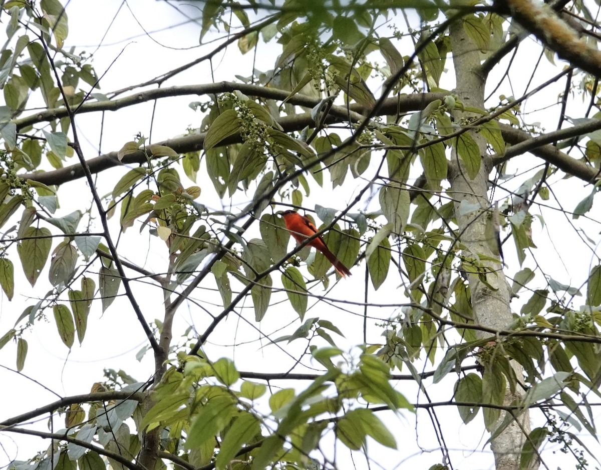 Minivet de la Sonda - ML546530251