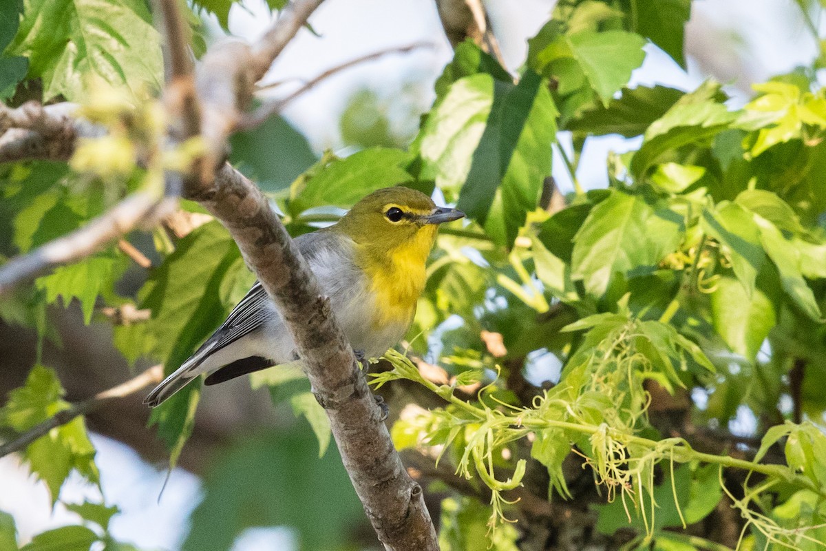 Yellow-throated Vireo - Bob Friedrichs