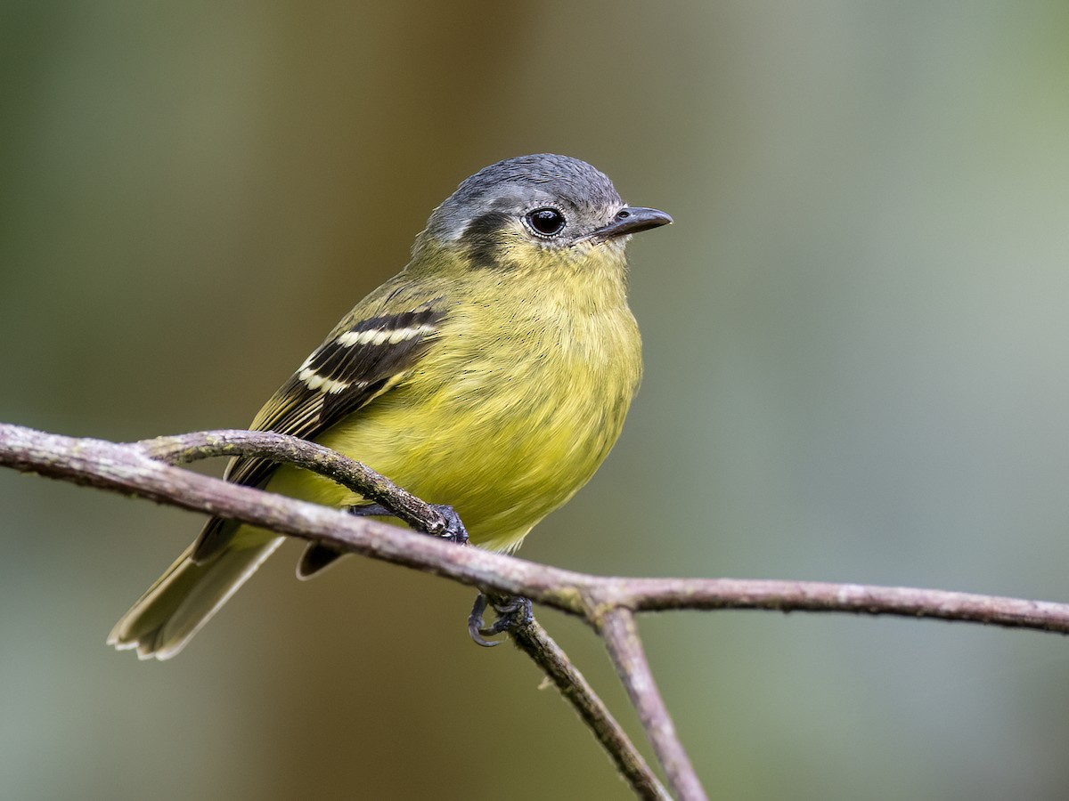 Ashy-headed Tyrannulet - Andres Vasquez Noboa