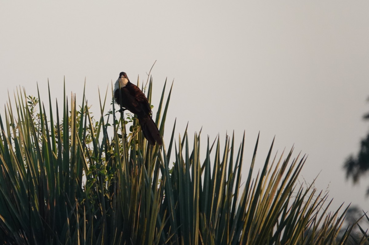 Coppery-tailed Coucal - ML546531361