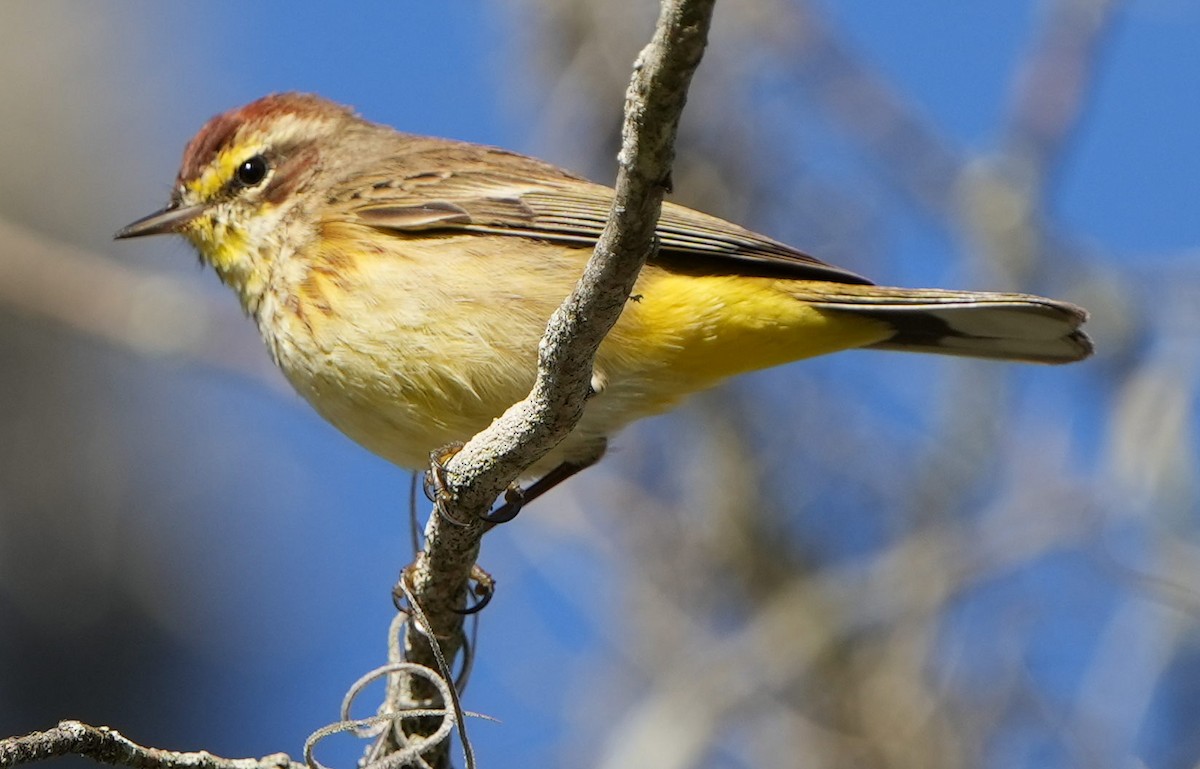 Palm Warbler - ML546531531