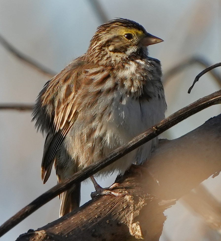 Savannah Sparrow - ML546531881