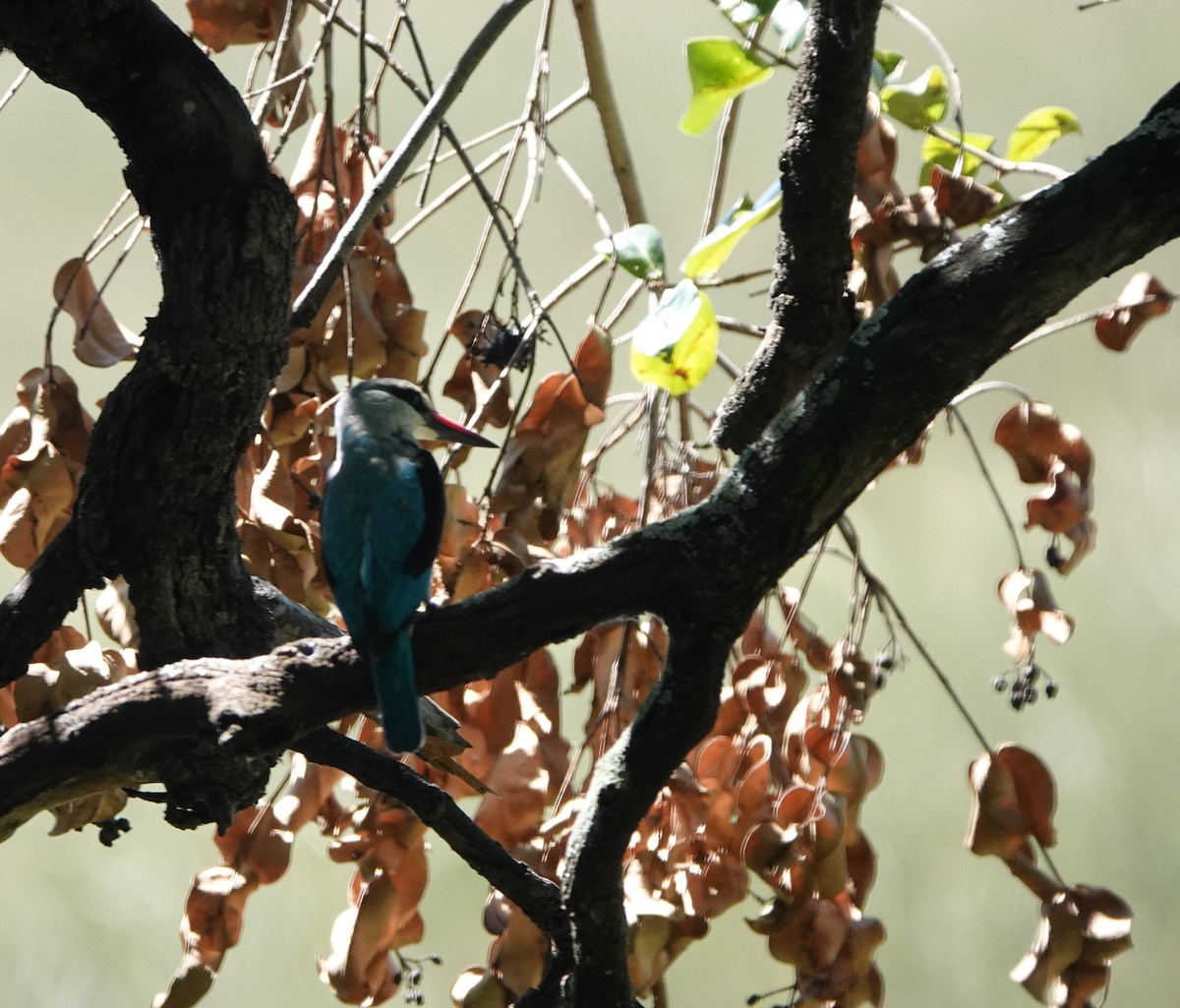 Woodland Kingfisher - Robin Welsh