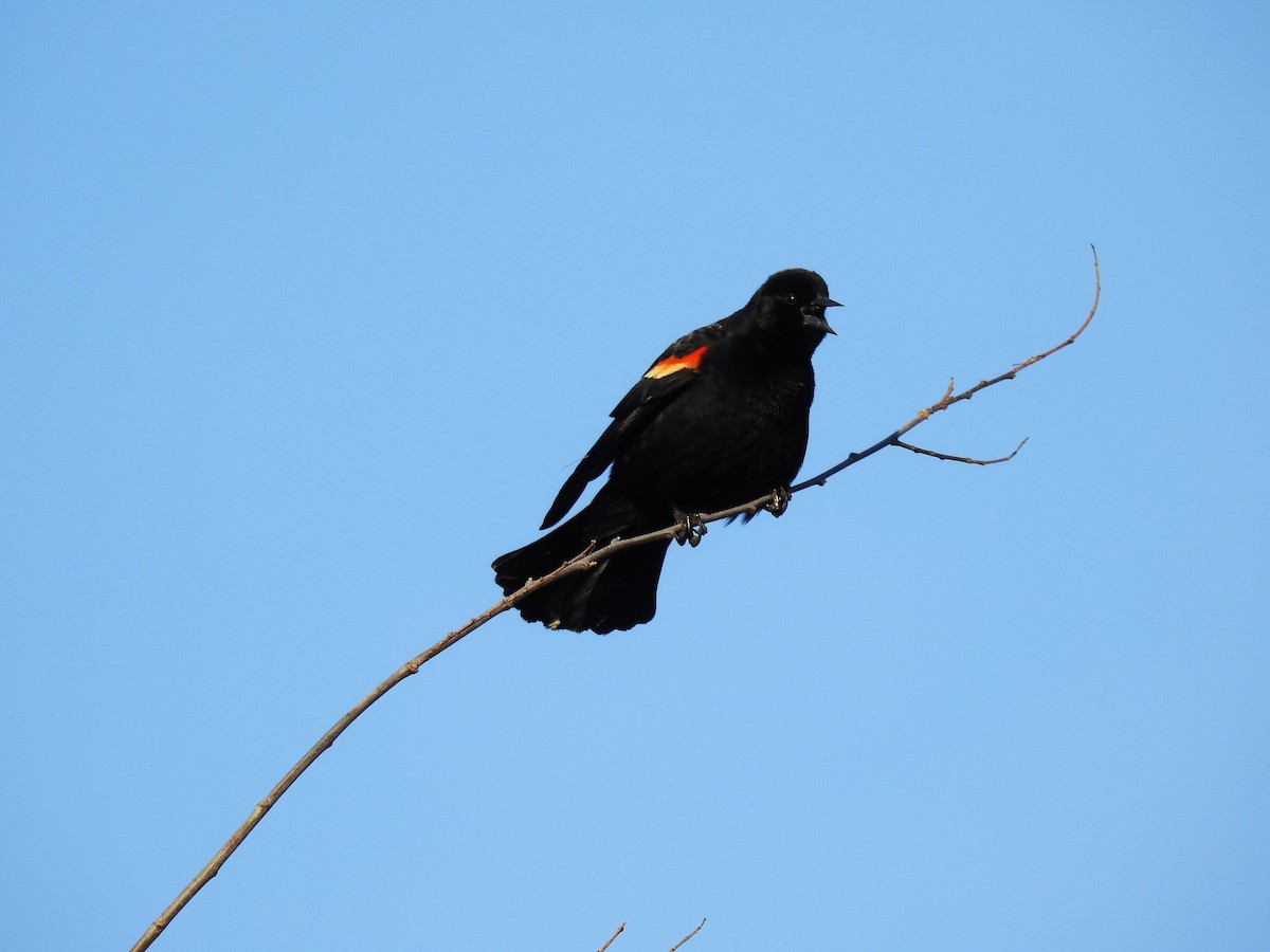 Red-winged Blackbird - ML546533161